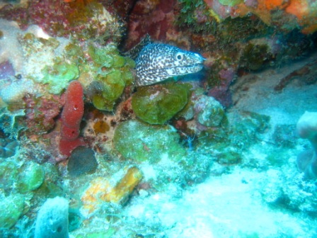 Scuba dive in St. Thomas, St. John Virgin Islands www.patagondivecenter.com