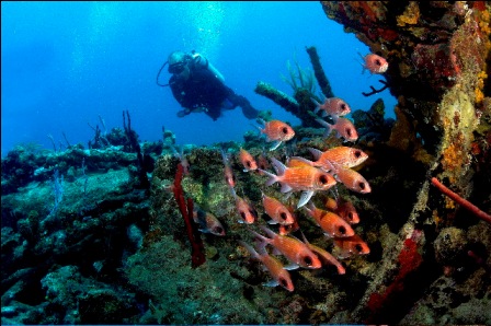 scuba dive in St. Thomas US Virgin Islands