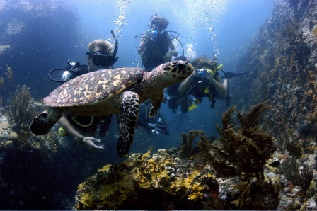 swimming with turtles st. thomas USVI